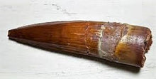 Load image into Gallery viewer, Spinosaurus Tooth 3 Inches Long Real Dinosaur Fossil