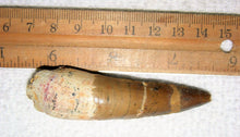 Load image into Gallery viewer, Spinosaurus Tooth 3 Inches Long Real Dinosaur Fossil