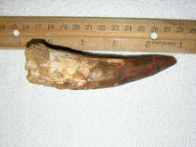 Load image into Gallery viewer, Spinosaurus Tooth Large 4 Inches Long Real Dinosaur Fossil