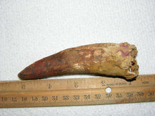 Load image into Gallery viewer, Spinosaurus Tooth Large 4 Inches Long Real Dinosaur Fossil