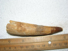 Load image into Gallery viewer, Spinosaurus Tooth Large 4 Inches Long Real Dinosaur Fossil