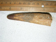 Load image into Gallery viewer, Spinosaurus Tooth Large 4 Inches Long Real Dinosaur Fossil