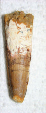 Load image into Gallery viewer, Spinosaurus Tooth 1 1/2 Inches Long Real Dinosaur Fossil