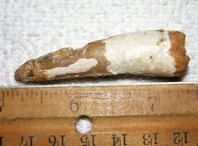 Load image into Gallery viewer, Spinosaurus Tooth 1 1/2 Inches Long Real Dinosaur Fossil