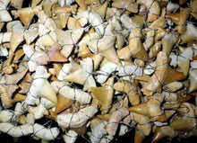 Load image into Gallery viewer, Squalicorax Extinct Shark Tooth Pre-Historic 1 Inch Long Genuine & Unrestored