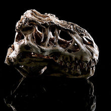 Lade das Bild in den Galerie-Viewer, Tyrannosaurus Rex Skull Replica Small Size Resin Model T-Rex Sculpture