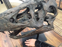 Lade das Bild in den Galerie-Viewer, Tyrannosaurus Rex Skull Replica Large Head Resin Model T-Rex Sculpture