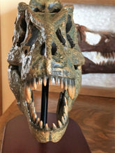 Lade das Bild in den Galerie-Viewer, Tyrannosaurus Rex Skull Replica 1/10th Scale Resin Model T-Rex Sculpture