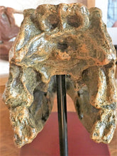 Lade das Bild in den Galerie-Viewer, Tyrannosaurus Rex Skull Replica 1/10th Scale Resin Model T-Rex Sculpture