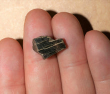 Load image into Gallery viewer, Tyrannosaurus Rex Tooth Hell Creek Fossil T-Rex 1/2 Inch Long Genuine & Unrestored