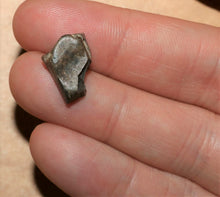 Load image into Gallery viewer, Tyrannosaurus Rex Tooth Hell Creek Fossil T-Rex 1/2 Inch Long Genuine & Unrestored