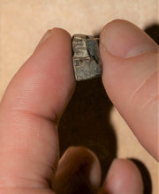 Load image into Gallery viewer, Tyrannosaurus Rex Tooth Hell Creek Fossil T-Rex 1/2 Inch Long Genuine & Unrestored