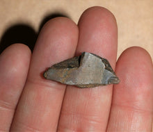 Load image into Gallery viewer, Tyrannosaurus Rex Tooth Hell Creek Fossil T-Rex 1/2 Inch Long Genuine & Unrestored