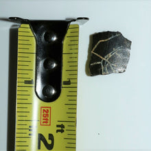 Load image into Gallery viewer, Tyrannosaurus Rex Tooth Hell Creek Fossil T-Rex 1/2 Inch Long Genuine & Unrestored