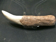 Load image into Gallery viewer, Tyrannosaurus Rex Tooth Replica 12 Inches Long Resin Model T-Rex Sculpture