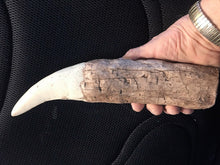 Load image into Gallery viewer, Tyrannosaurus Rex Tooth Replica 12 Inches Long Resin Model T-Rex Sculpture