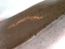 Load image into Gallery viewer, Tyrannosaurus Rex Tooth Replica 12 Inches Long Resin Model T-Rex Sculpture