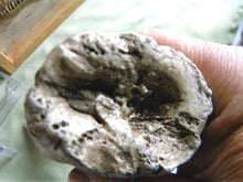 Load image into Gallery viewer, Tyrannosaurus Rex Tooth Replica 12 Inches Long Resin Model T-Rex Sculpture