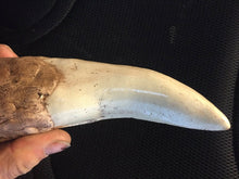 Load image into Gallery viewer, Tyrannosaurus Rex Tooth Replica 12 Inches Long Resin Model T-Rex Sculpture