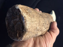 Load image into Gallery viewer, Tyrannosaurus Rex Tooth Replica 12 Inches Long Resin Model T-Rex Sculpture