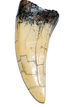Lade das Bild in den Galerie-Viewer, Tyrannosaurus Rex Tooth Replica 4 1/2 Inches Long Resin Model T-Rex Sculpture