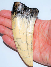 Lade das Bild in den Galerie-Viewer, Tyrannosaurus Rex Tooth Replica 4 1/2 Inches Long Resin Model T-Rex Sculpture