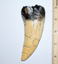 Lade das Bild in den Galerie-Viewer, Tyrannosaurus Rex Tooth Replica 4 1/2 Inches Long Resin Model T-Rex Sculpture