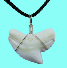 Load image into Gallery viewer, Tiger Shark Tooth Necklace 1 Inch Long Genuine & Unrestored