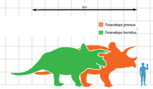 Load image into Gallery viewer, Triceratops Tooth Hell Creek Fossil 1/2 Inch Long Genuine & Unrestored
