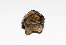 Load image into Gallery viewer, Triceratops Tooth Hell Creek Fossil 1/2 Inch Long Genuine & Unrestored