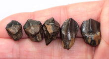 Load image into Gallery viewer, Triceratops Tooth Hell Creek Fossil 1/2 Inch Long Genuine & Unrestored