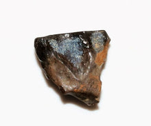 Load image into Gallery viewer, Triceratops Tooth Hell Creek Fossil 1/2 Inch Long Genuine & Unrestored