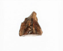 Load image into Gallery viewer, Triceratops Tooth Hell Creek Fossil 1/2 Inch Long Genuine & Unrestored