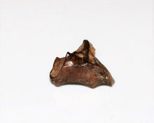 Load image into Gallery viewer, Triceratops Tooth Hell Creek Fossil 1/2 Inch Long Genuine & Unrestored