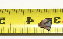 Load image into Gallery viewer, Triceratops Tooth Hell Creek Fossil 1/2 Inch Long Genuine & Unrestored