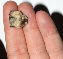 Load image into Gallery viewer, Triceratops Tooth Hell Creek Fossil 1/2 Inch Long Genuine & Unrestored