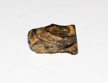 Load image into Gallery viewer, Triceratops Tooth Hell Creek Fossil 1/2 Inch Long Genuine & Unrestored
