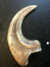 Load image into Gallery viewer, Utahraptor Claw Replica 9 Inches Long Beige Resin Model