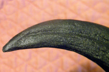 Lade das Bild in den Galerie-Viewer, Utahraptor Claw Replica 9 Inches Long Black Resin Model