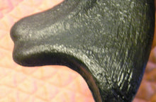 Lade das Bild in den Galerie-Viewer, Utahraptor Claw Replica 9 Inches Long Black Resin Model