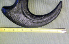 Lade das Bild in den Galerie-Viewer, Utahraptor Claw Replica 9 Inches Long Black Resin Model