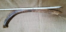 Load image into Gallery viewer, Woolly Mammoth Rib Bone Genuine Fossil Siberia