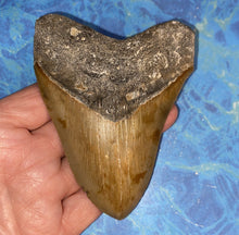 Lade das Bild in den Galerie-Viewer, Megalodon Shark Tooth Collector's A Grade Giant Fossil 4 Inches Long
