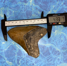 Lade das Bild in den Galerie-Viewer, Megalodon Shark Tooth Collector's A Grade Giant Fossil 4 Inches Long
