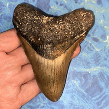 Lade das Bild in den Galerie-Viewer, Megalodon Shark Tooth Collector's A Grade Giant Fossil 4 Inches Long
