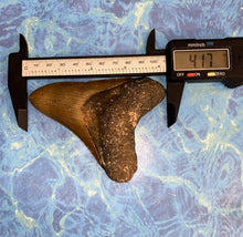 Lade das Bild in den Galerie-Viewer, Megalodon Shark Tooth Collector's A Grade Giant Fossil 4 Inches Long
