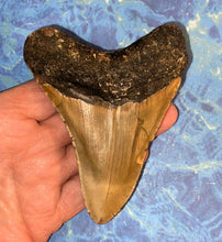 Lade das Bild in den Galerie-Viewer, Megalodon Shark Tooth Collector's A Grade Giant Fossil 4 Inches Long

