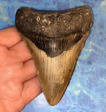 Lade das Bild in den Galerie-Viewer, Megalodon Shark Tooth Collector's A Grade Giant Fossil 4 Inches Long
