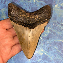 Lade das Bild in den Galerie-Viewer, Megalodon Shark Tooth Collector's A Grade Giant Fossil 4 Inches Long
