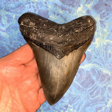 Lade das Bild in den Galerie-Viewer, Megalodon Shark Tooth Collector's A Grade Giant Fossil 4 Inches Long
